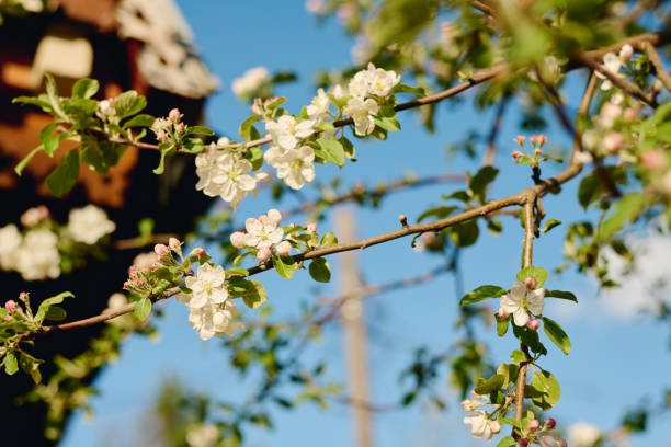 istock Part of plum or apple tree branch 2162095529