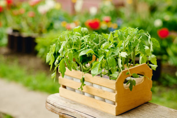istock Wooden box with green potted seedlings 2162095534