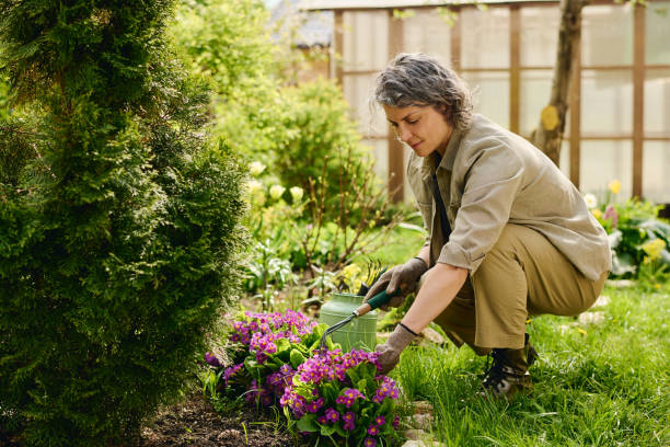 istock Gardener by flowerbed with primrose 2162095541