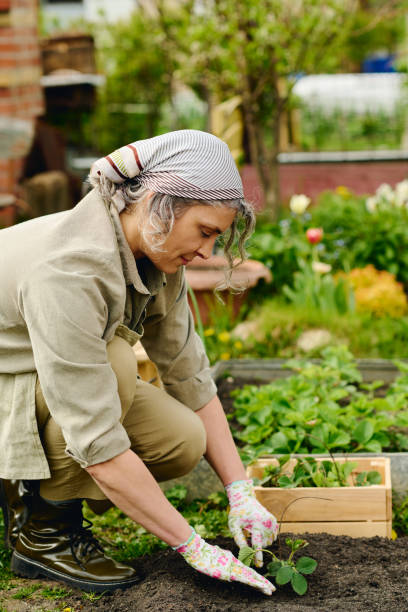 istock Female farmer replanting seedlings 2162095563