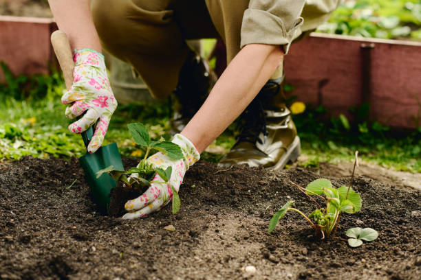 istock Gloved hands of female agronomist 2162095565