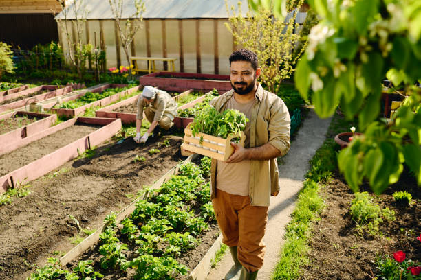 istock Mature male farmer with green seedlings 2162095590
