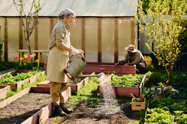 istock Watering replanted strawberry seedlings 2162095595