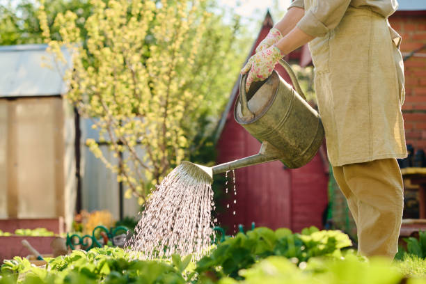 istock Watering seedlings from metallic pot 2162095597