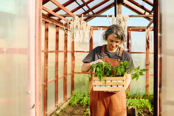 istock Farmer with box of tomato seedlings 2162095601