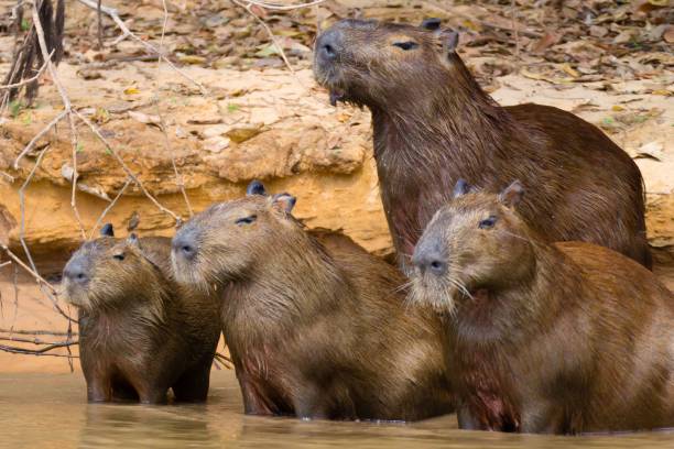 istock Herd of Capybara from Pantanal, Brazil 2162095642