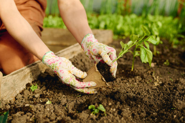istock Preparing pepper seedling for replanting 2162095730