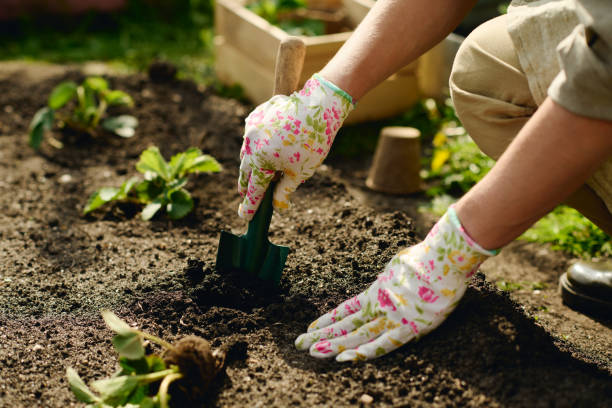 istock Preparing pits for strawberry seedlings 2162095750