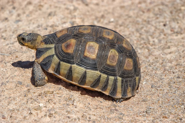 istock An angulate tortoise in the Namaqualand National Park 2162095947