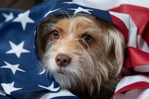 istock Cute Brown Mixed-Breed Dog with American Flag 2162096001