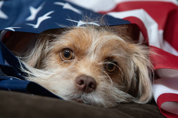 istock Cute Brown Mixed-Breed Dog with American Flag 2162096008