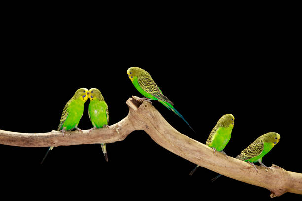 istock Green Budgerigars Australian Parakeets 2162096594