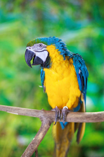 Macaw parrot sitting on tree branch and nature background.