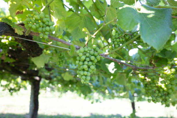 Ripe green grape bunches hanging from leafy vineyard vines