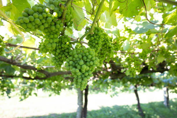 Ripe green grape bunches hanging from leafy vineyard vines