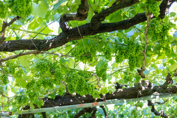 Ripe green grape bunches hanging from leafy vineyard vines