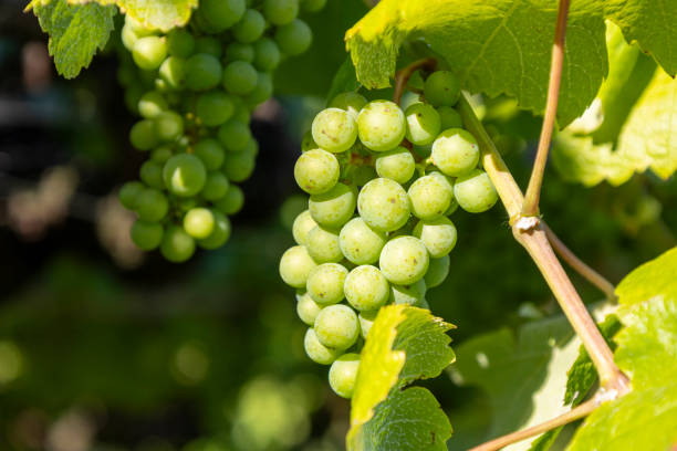 Ripe green grape bunches hanging from leafy vineyard vines