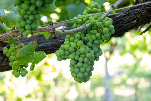 Ripe green grape bunches hanging from leafy vineyard vines