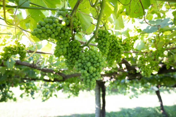 Ripe green grape bunches hanging from leafy vineyard vines