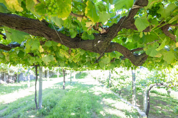Ripe green grape bunches hanging from leafy vineyard vines
