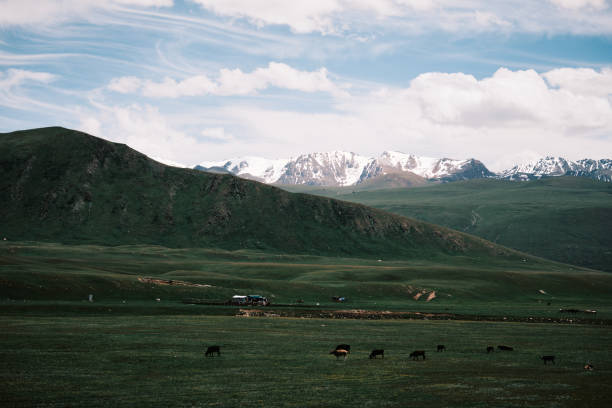Cows grazing in green valley framed by the snowcapped ridge