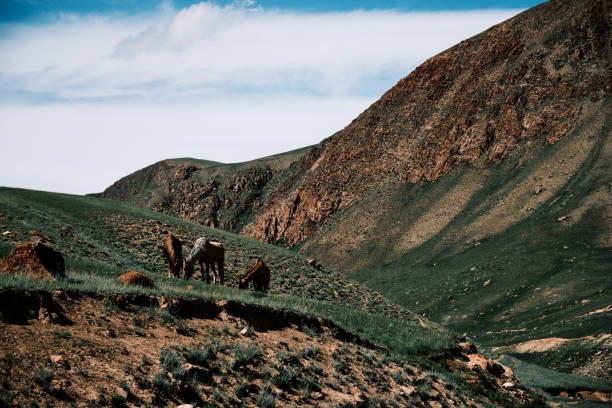 Horses grazing high on mountain pastures