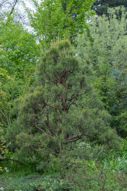 istock Mixed forest of coniferous and deciduous tree species. 2162097698