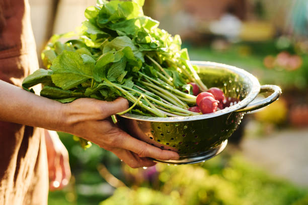 A little girl holds a large bowl of freshly picked, organic vegetables from the garden