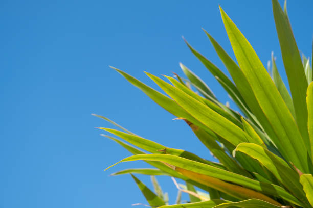 palm trees on the background of a beautiful sky and sunFrom below palm tree with green branches against cloudless blue sky in sunshine