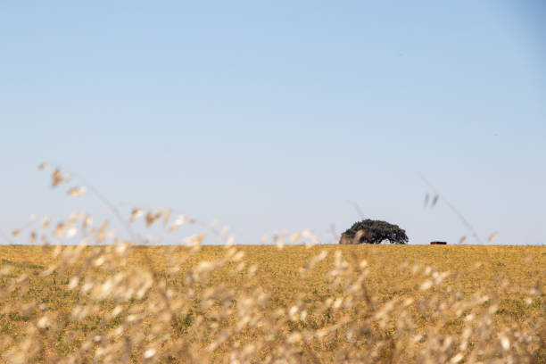 a yellow alentejo field with a tree in the background