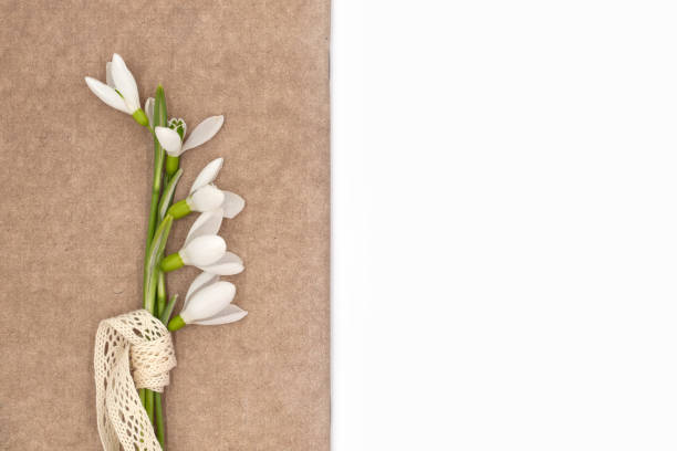 White delicate snowdrop flowers and textured craft brown leaf on white background, top view with copy space