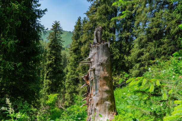 Beautiful green Christmas trees in the mountains