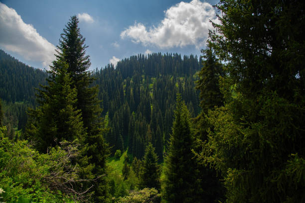 Beautiful green Christmas trees in the mountains