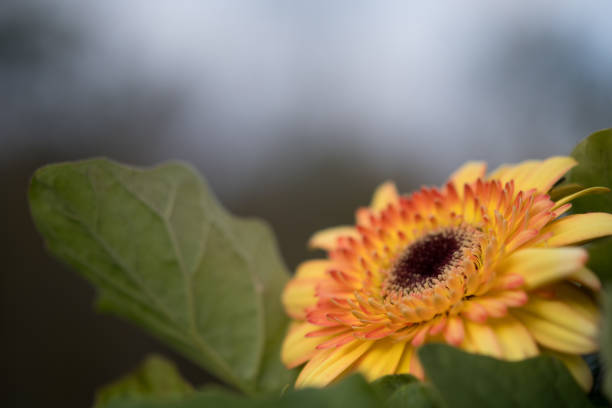 Gerbera Daisy with sky in the background for copy space
