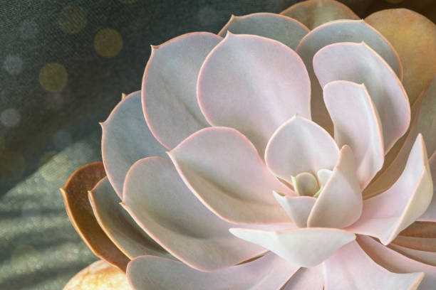 istock Succulent plants. Sempervivum (hens and chickens). Bokeh 2162101725