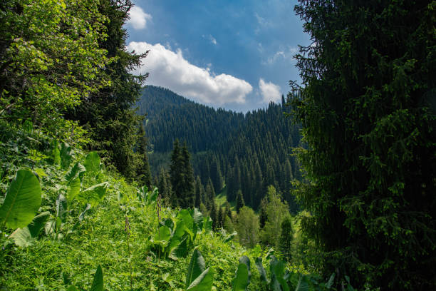 Beautiful green Christmas trees in the mountains