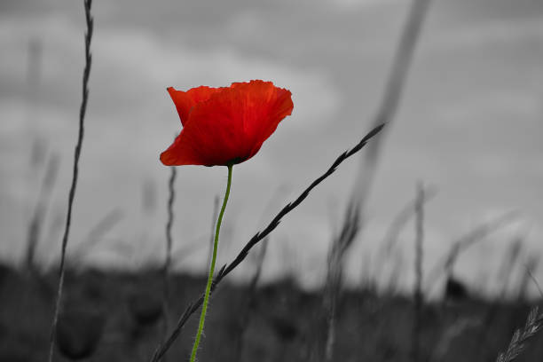 istock Corn poppy in a summer meadow with red petals as a monochrome image. Red splashes 2162103000