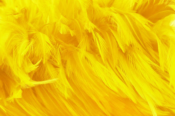 istock Beautiful yellow color bird feathers pattern texture background. 2162105906