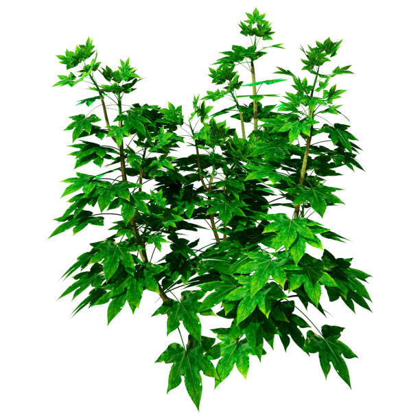 3D rendering of a green Japanese Aralia or Fatsia japonica isolated on white background