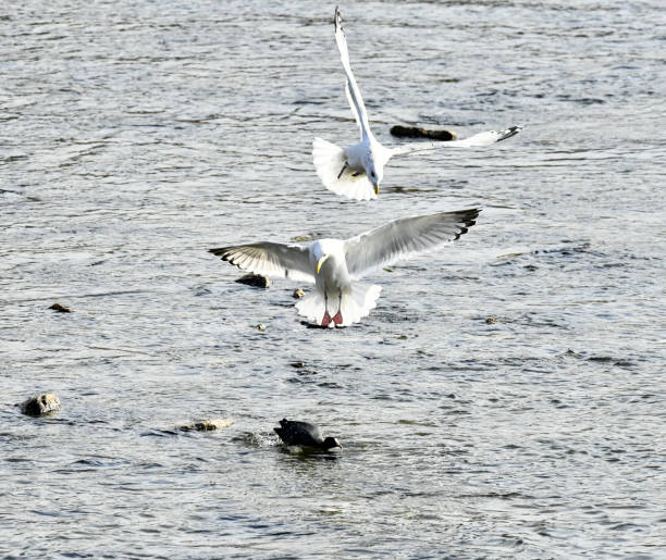 A seagull flies over a water coot.