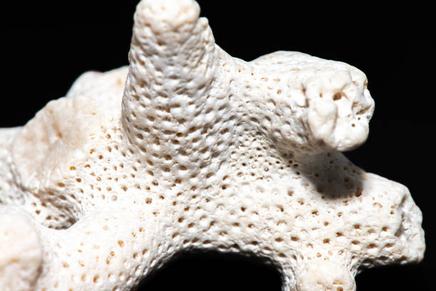 A detailed macro photograph highlighting the intricate textures of a white coral reef set against a black background, showcasing its natural beauty.