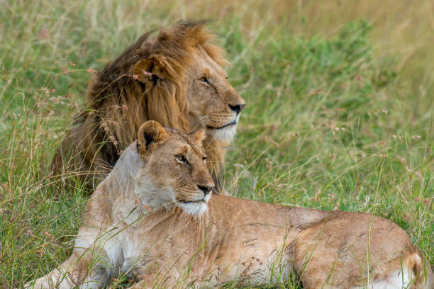 istock Lions resting on lush green field 2162110550