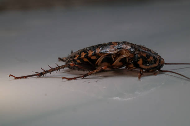 istock close up of dead cockroach on white floor 2162111918
