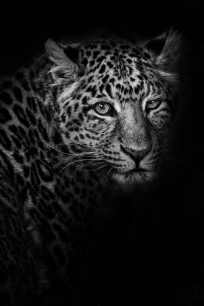 istock A portrait of a Chinese panther 2162113178
