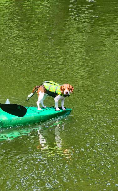 istock Sunflowers Kayak Beagle countryside closeups 2162113504
