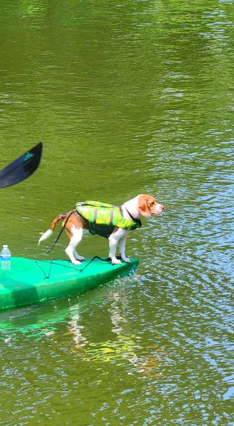 istock Sunflowers Kayak Beagle countryside closeups 2162113506