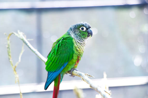 A vibrant green parakeet is captured in stunning detail, showcasing its vivid plumage and curious expression. The close-up shot highlights the bird's intricate feather patterns, bright eyes, and charming demeanor, making it an eye-catching addition to any project in need of lively and colorful wildlife imagery.