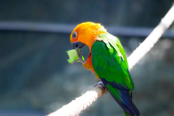 A vibrant green parakeet is captured in stunning detail, showcasing its vivid plumage and curious expression. The close-up shot highlights the bird's intricate feather patterns, bright eyes, and charming demeanor, making it an eye-catching addition to any project in need of lively and colorful wildlife imagery.
