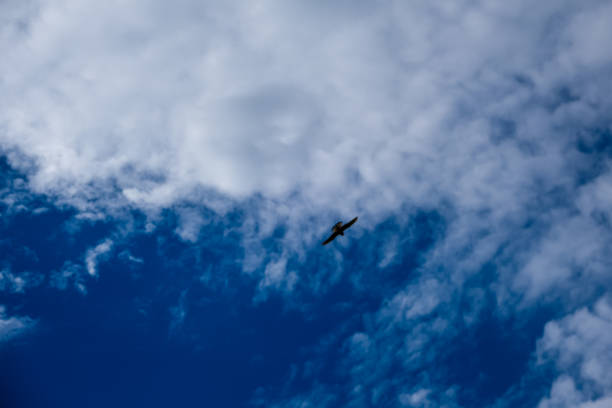 Flying bird against a blue sky with white clouds. Concept is perfect for background or copy space. Single flying seagull in dramatic sky.
