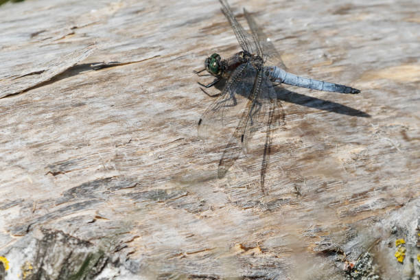 Field characters: Tot 44-50mm, Ab 29-35mm, Hw 35-41mm.Known as 'blue arrows', the males of this active species, sheering fast and low above water or perching on open ground beside it, are one of the most familiar dragonfly sights in our area.Range and Status: Found throughout our area, with the exception of the northern Scandinavia. one of the most common species.Habitat: Larger standing or slow-flowing waters, generally open and often with margins without vegetation, such as lakes, sandpits, rivers and canals.Flight Season: From the end of April to the beginning of September, most abundant from June to August.This is a common Species on the described Habitats in the Netherlands.